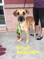 Black Mouth Cur-Unknown Mix Dogs for adoption in Spokane, WA, USA