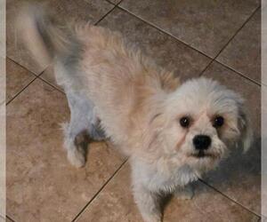 Mutt Dogs for adoption in San Antonio, TX, USA