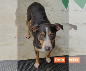 Mutt Dogs for adoption in Farmerville, LA, USA