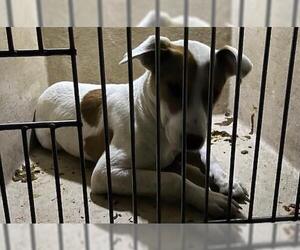 Mutt Dogs for adoption in Oklahoma City, OK, USA