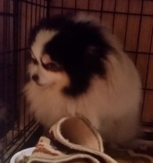 Pomeranian Dogs for adoption in Silverlake, WA, USA