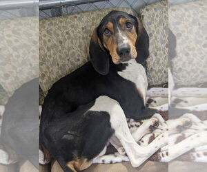 Coonhound-Unknown Mix Dogs for adoption in Muskegon, MI, USA