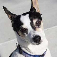 Rat Terrier Dogs for adoption in Ventura, CA, USA
