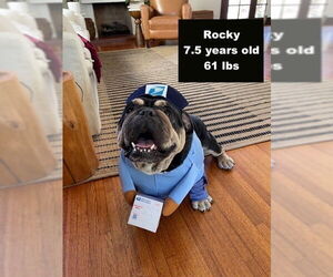 Bulldog Dogs for adoption in West Hollywood, CA, USA
