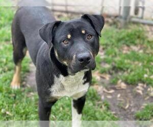 American Pit Bull Terrier-Unknown Mix Dogs for adoption in Tulsa, OK, USA