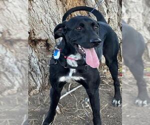 German Shorthaired Lab Dogs for adoption in Fort Collins, CO, USA