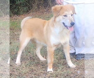 Australian Shepherd-Retriever  Mix Dogs for adoption in Wetumpka, AL, USA