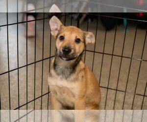 Jack Russell Terrier-Unknown Mix Dogs for adoption in St. Louis Park, MN, USA