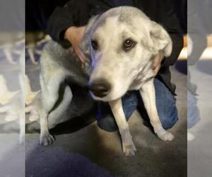 Siberian Husky-Unknown Mix Dogs for adoption in San Antonio, TX, USA