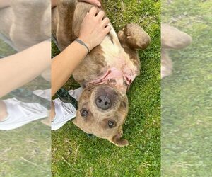 Mutt Dogs for adoption in Abbeville, LA, USA