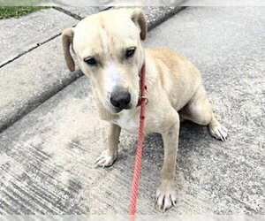 Labrador Retriever-Unknown Mix Dogs for adoption in Houston, TX, USA