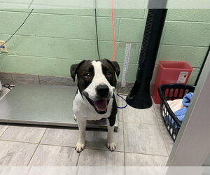 American Bulldog-Unknown Mix Dogs for adoption in Grand Prairie, TX, USA