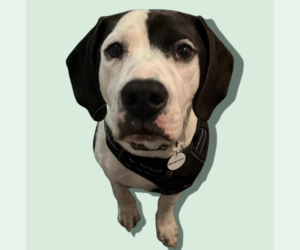 Labbe Dogs for adoption in Rockville, MD, USA