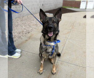 German Shepherd Dog Dogs for adoption in Boston, MA, USA