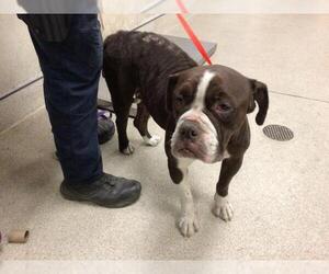 Boxer Dogs for adoption in Riverside, CA, USA