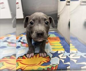 American Pit Bull Terrier-Unknown Mix Dogs for adoption in Woodland, CA, USA