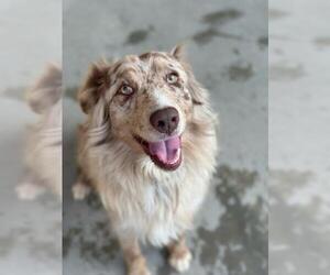 Australian Cattle Dog Dogs for adoption in Santa Barbara, CA, USA