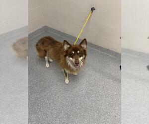 Border Collie-Unknown Mix Dogs for adoption in Pasadena, TX, USA