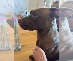 American Pit Bull Terrier-Unknown Mix Dogs for adoption in Chandler, AZ, USA