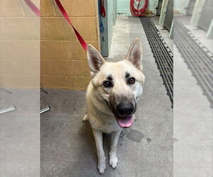 German Shepherd Dog-Unknown Mix Dogs for adoption in Stockton, CA, USA