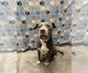 Staffordshire Bull Terrier-Unknown Mix Dogs for adoption in Rosenberg, TX, USA