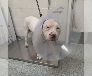 American Pit Bull Terrier Dogs for adoption in Long Beach, CA, USA