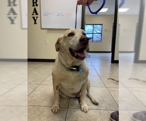 Labrador Retriever Dogs for adoption in Wylie, TX, USA