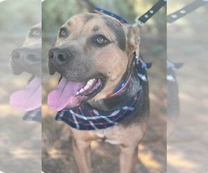 American Staffordshire Terrier-Unknown Mix Dogs for adoption in Seal Beach , CA, USA