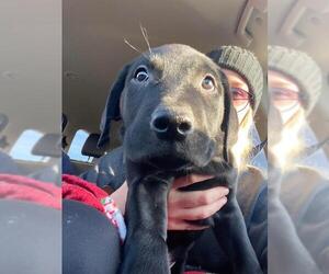 Mastador Dogs for adoption in Sheboygan, WI, USA