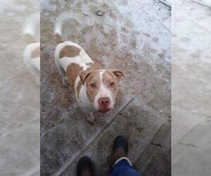 Sheprador Dogs for adoption in Sumter, SC, USA