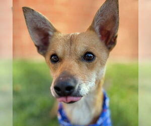 Chihuahua-Unknown Mix Dogs for adoption in Arlington, VA, USA