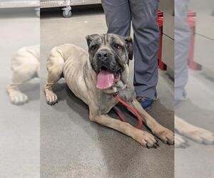 Mastiff Dogs for adoption in Forestville, MD, USA
