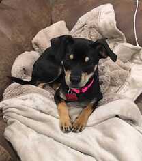 American Rat Pinscher Dogs for adoption in Boston, MA, USA