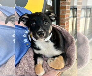 Mutt Dogs for adoption in Candler, NC, USA