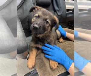German Shepherd Dog Dogs for adoption in Stockton, CA, USA
