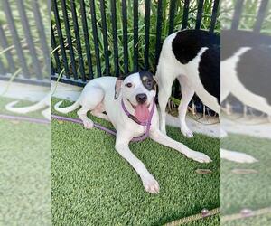American Pit Bull Terrier-Labrador Retriever Mix Dogs for adoption in Baytown, TX, USA