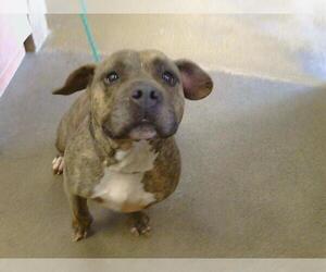 American Pit Bull Terrier Dogs for adoption in Sacramento, CA, USA