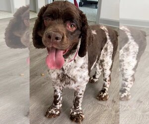 Cocker Spaniel Dogs for adoption in Westminster, MD, USA