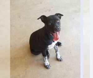 Borador Dogs for adoption in Von Ormy, TX, USA