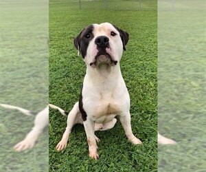 Small Staffordshire Bull Terrier