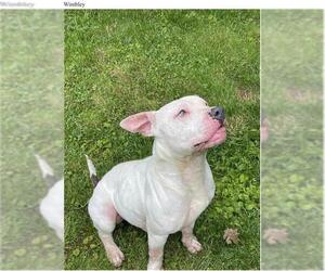 American Pit Bull Terrier-Unknown Mix Dogs for adoption in Chatham, VA, USA