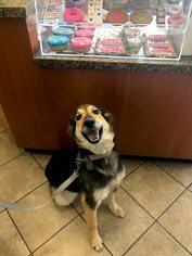 Collie-Unknown Mix Dogs for adoption in Stafford, TX, USA