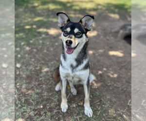 Chihuahua-Huskies Mix Dogs for adoption in Phoenix, AZ, USA
