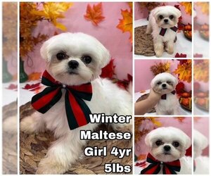 Maltese Dogs for adoption in Seattle, WA, USA