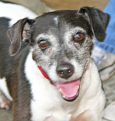 Jack Russell Terrier-Unknown Mix Dogs for adoption in Fernandina Beach, FL, USA