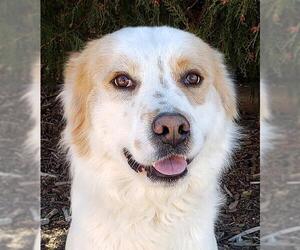 Great Pyrenees Dogs for adoption in Albuquerque, NM, USA