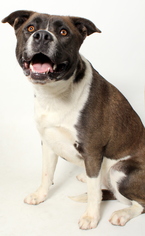 Akita Dogs for adoption in West Hollywood, CA, USA
