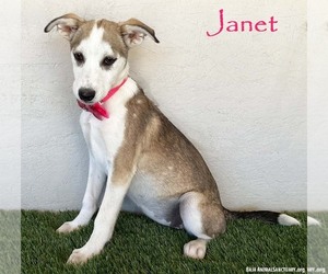 Labsky Dogs for adoption in San Diego, CA, USA