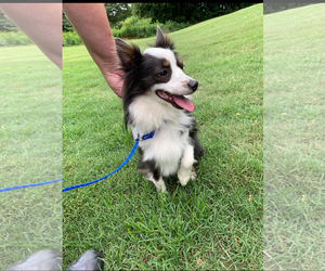 Australian Shepherd Dogs for adoption in Mount Airy, NC, USA