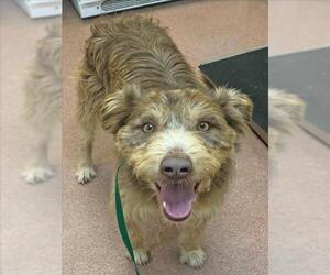 German Wirehaired Pointer Dogs for adoption in Ogden, UT, USA